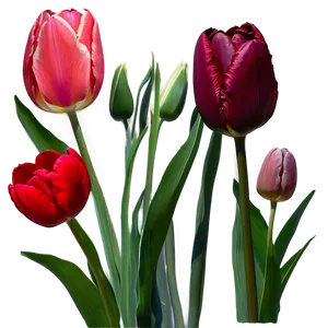 Tulips And Sky Png 83 PNG image