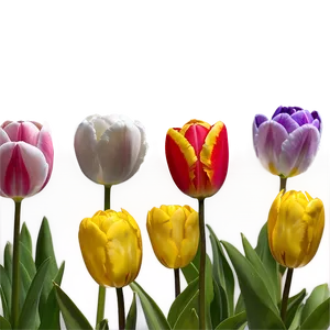 Tulips And Sky Png Hvt20 PNG image