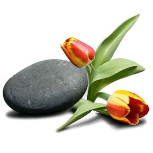 Tulips And Stones Png 05242024 PNG image