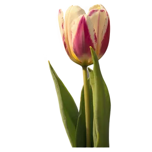 Tulips At Sunset Png Cps43 PNG image