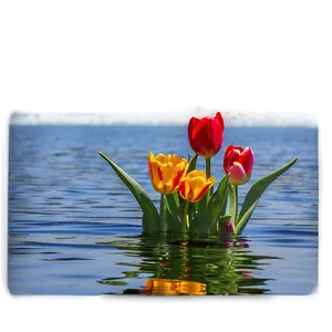 Tulips By The Water Png 21 PNG image