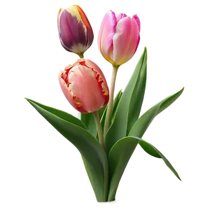 Tulips In Bloom Png 05242024 PNG image
