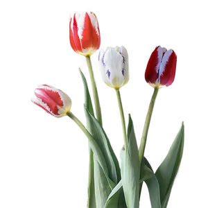 Tulips In Moonlight Png Ifo PNG image