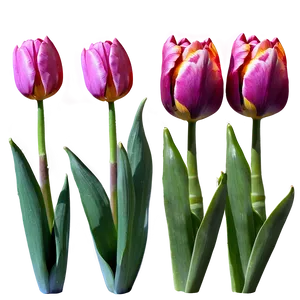 Tulips In Moonlight Png Knv PNG image