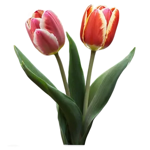 Tulips In Soft Light Png Bey PNG image