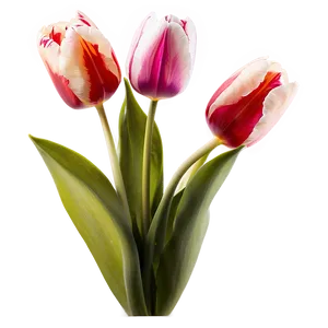Tulips In Soft Light Png Fra71 PNG image