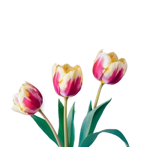 Tulips In Soft Light Png Kwo PNG image