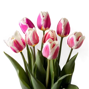 Tulips In Soft Light Png Tjc80 PNG image