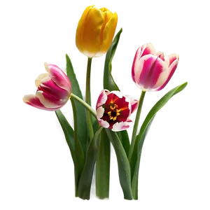 Tulips In Sunshine Png Yxw29 PNG image