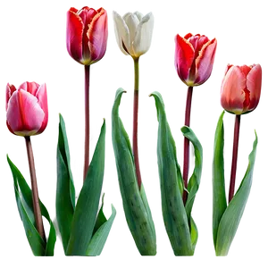 Tulips In The Fog Png 17 PNG image