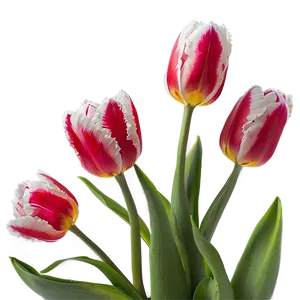 Tulips In The Fog Png 20 PNG image