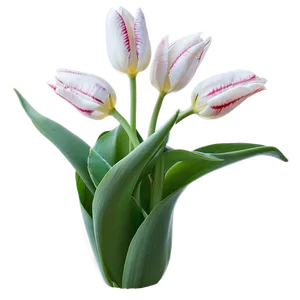 Tulips In The Fog Png 76 PNG image