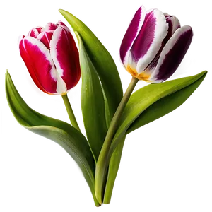 Tulips On White Background Png 05242024 PNG image