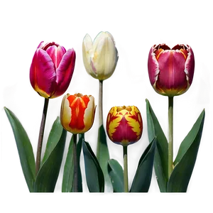 Tulips On White Background Png 6 PNG image