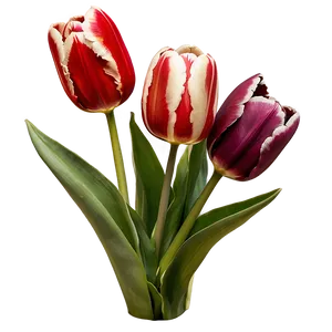 Tulips On White Background Png Faj PNG image