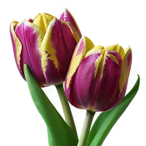 Tulips On Wood Png 05242024 PNG image
