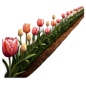 Tulips Pathway Png Mxq PNG image