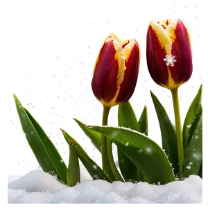 Tulips Under Snow Png 82 PNG image