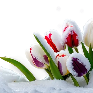Tulips Under Snow Png Fgg PNG image