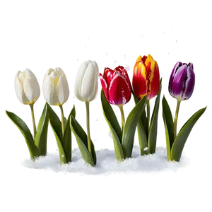 Tulips Under Snow Png Nvp PNG image