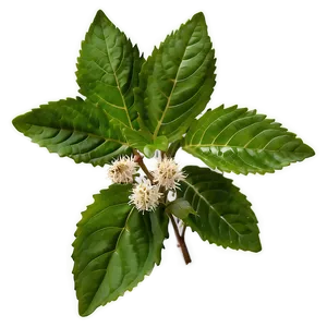 Tulsi Tea Leaf PNG 80