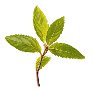 Tulsi Tea Leaf PNG Lhd