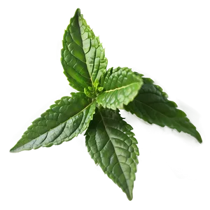 Tulsi Tea Leaf PNG Sxt9 PNG