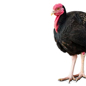 Turkey A PNG