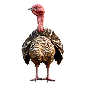 Turkey Bird Png 05032024 PNG image