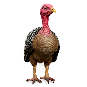 Turkey Bird PNG Vum PNG