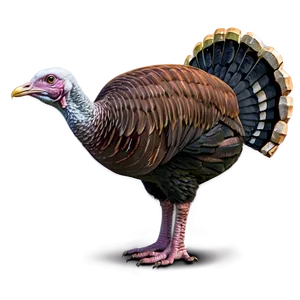 Turkey Bird Thanksgiving PNG 15