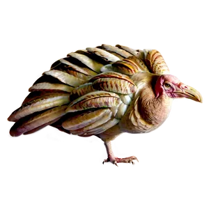 Turkey C