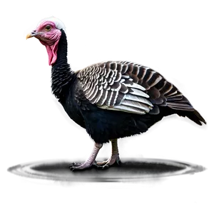 Turkey Family PNG Vwx83 PNG