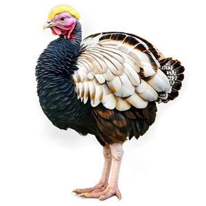 Turkey Farm PNG 70 PNG