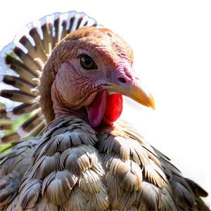 Turkey Flock PNG 05032024 PNG