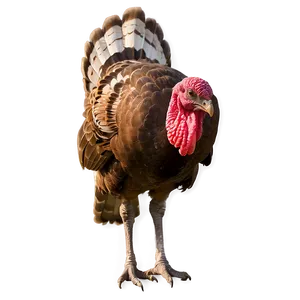 Turkey In Wild PNG 97