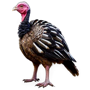 Turkey Profile PNG Ifq PNG
