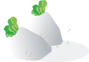 Turnip Vector Illustration PNG image