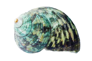 Turquoise Patterned Seashell