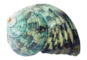 Turquoise Patterned Seashell PNG image