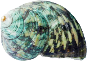 Turquoise Patterned Seashell