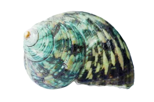 Turquoise Seashell Isolated Background