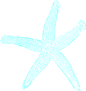 Turquoise Starfish Clipart PNG image