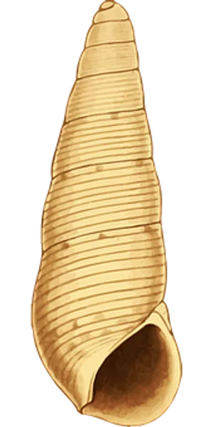 Turreted Gastropod Shell