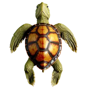Turtle Anatomy Educational PNG Blj PNG