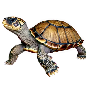 Turtle Anatomy Educational PNG Hjg37 PNG
