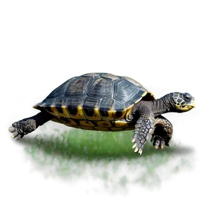 Turtle Climbing Over Obstacle PNG Bcf PNG