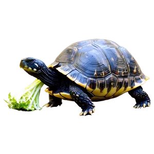 Turtle Eating Lettuce Png Yyv75 PNG image