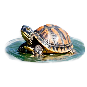 Turtle Floating On Water Png Duv PNG image