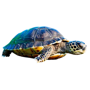 Turtle Floating On Water Png Pqs PNG image